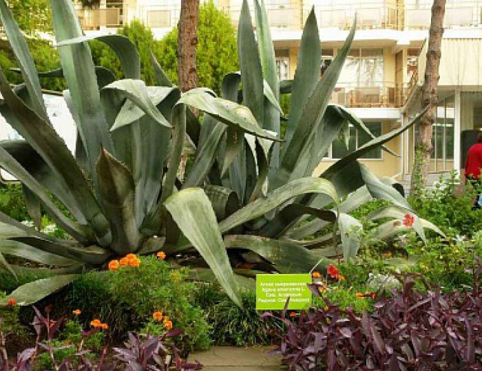 Дендропарк - Пансионат «Бургас»